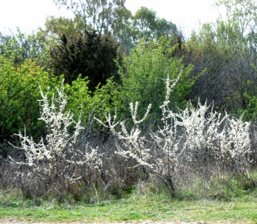 Slånen blommar till slut kr