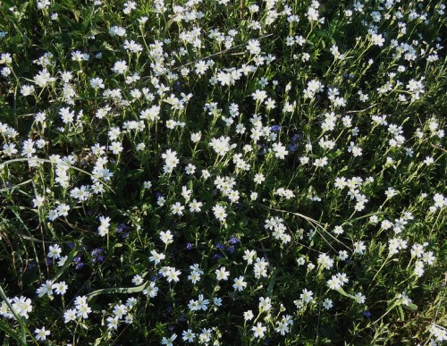 Buskstjärnblomma c kr