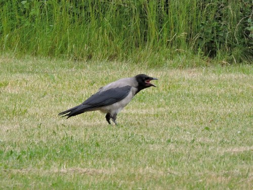 Hungrig kråkunge kr
