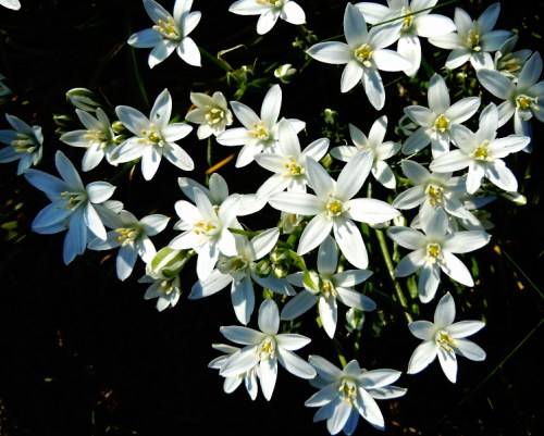 Morgonstjärna aa kr