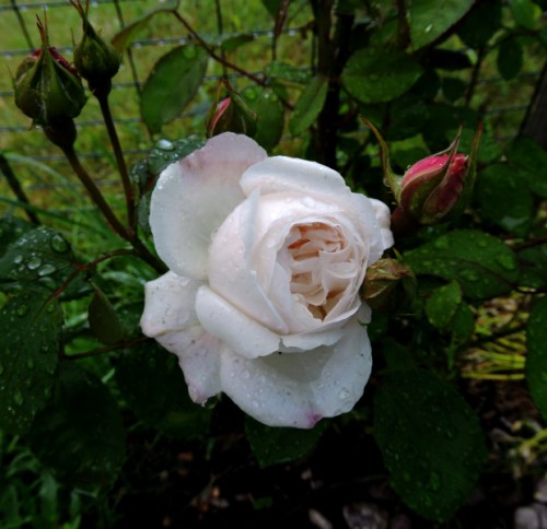 Winchester Cathedral kr