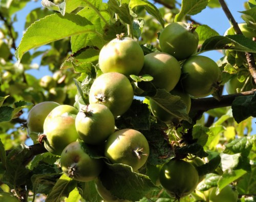 Äppelkarten trängs i föreningens plantering kr