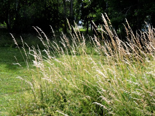 Överblommat gräs kr