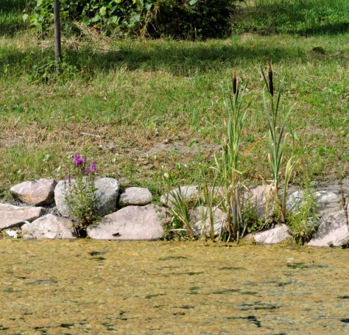 Igenväxningen börjar bums kr