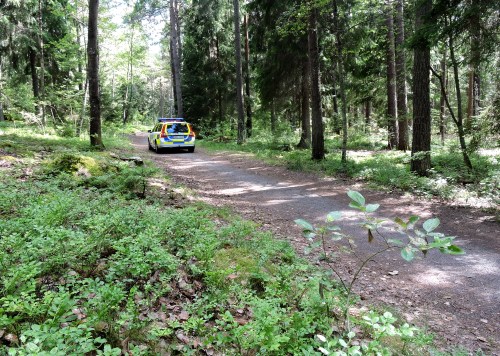 Oväntat möte i blåbärsskogen kr