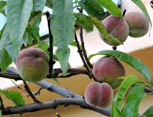 Persikorna mognar kr