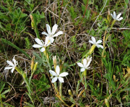 Vit ängsnejlika d kr