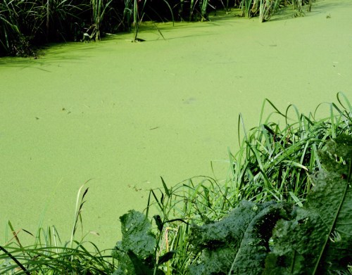 Augusti kan gå på vattnet kr