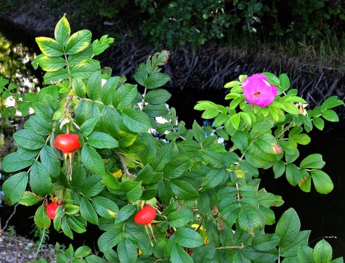 Augusti längs ån kr