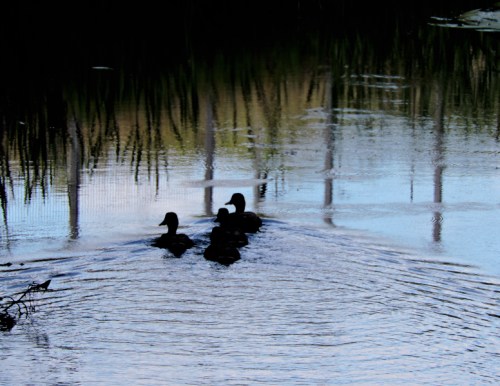 Augusti längs Väsbyån på vägkr