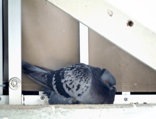 Täcker över barnen kr