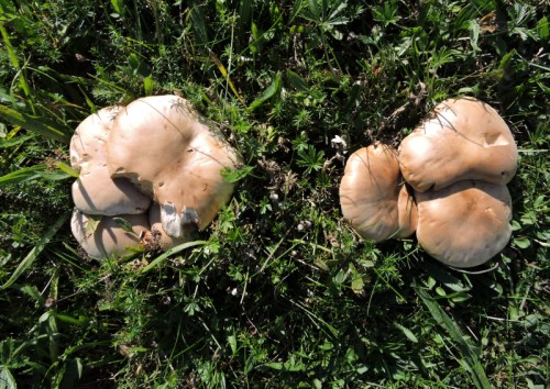 Ängsmusseron med bett b kr