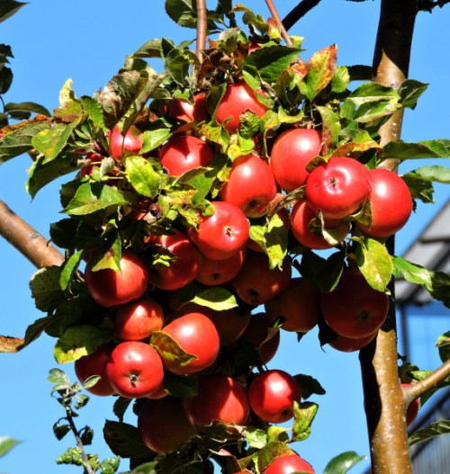 Äpplen ogallrade kr