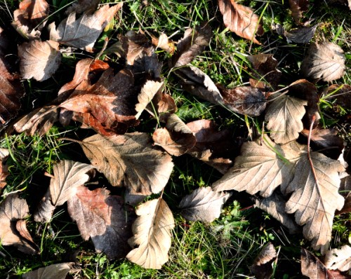 Marken täckt av oxellöv kr