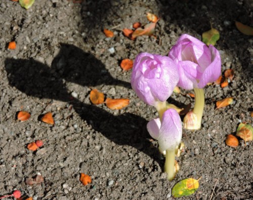 September dags för tidlösa kr