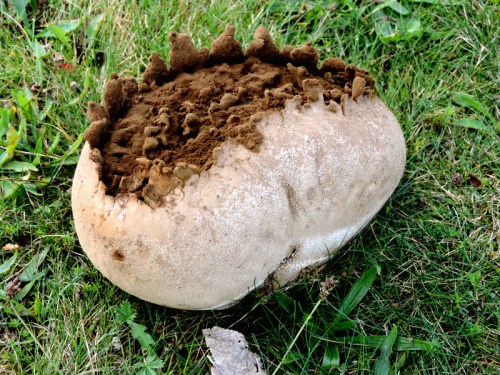 Större röksvamp kr