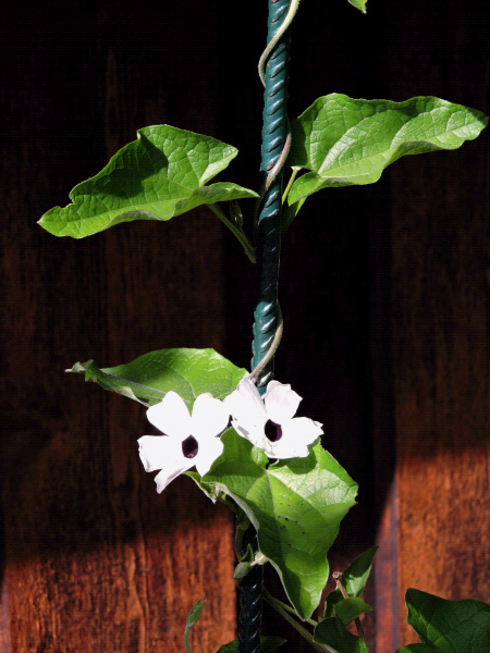 Thunbergian klättrar kr