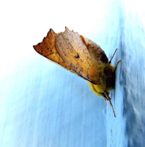 Visset björklöv b kr