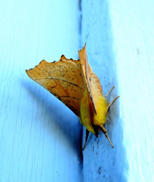 Visset björklöv c kr