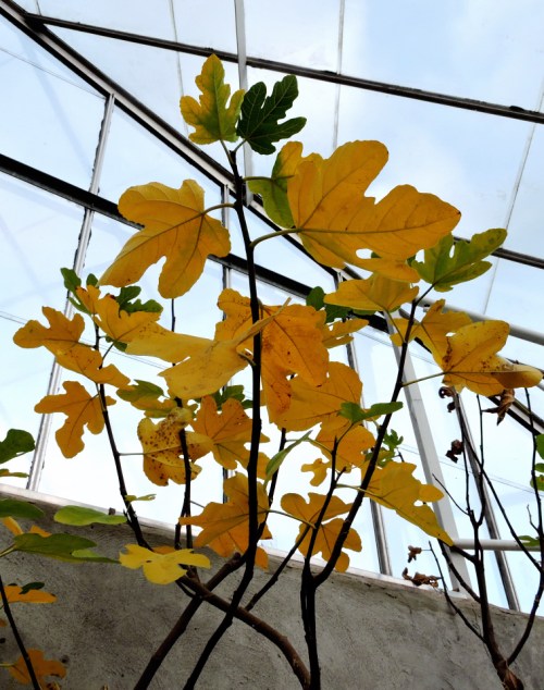 Fikonlöven faller kr