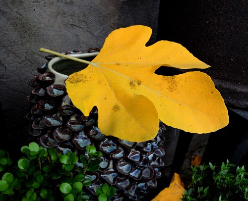 Fikonlövet har fallit kr