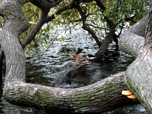 Pil som lagt sej ner kr