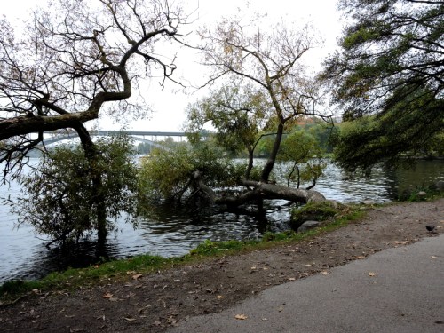 Pilarna visnar och lägger sej ner kr