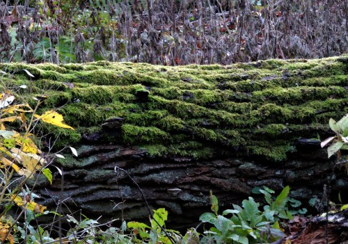 Bergianska fällt träd i skogen kr