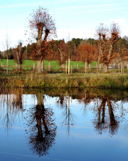 Gamla och nya träd b kr