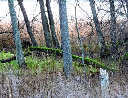 Strandskogen vid Sättra kr