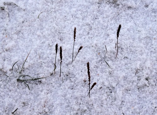 Innan täcket är helt på kr