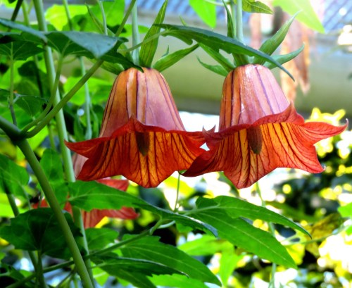 Glömde läsa namnet kr