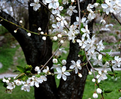 Bergianska april 2015 körsbärsplommon nära dammen