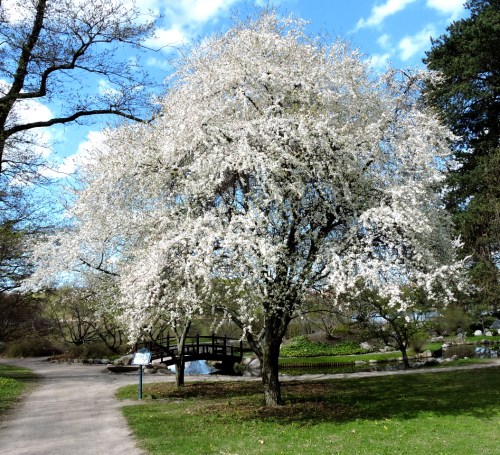 Bergianska april 2015 mitt körsbärsplommon