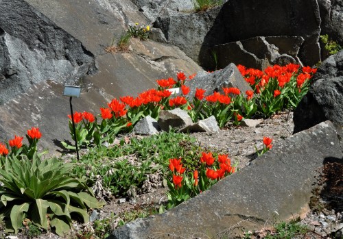 Bergianska eldtulpande i klippskreva.