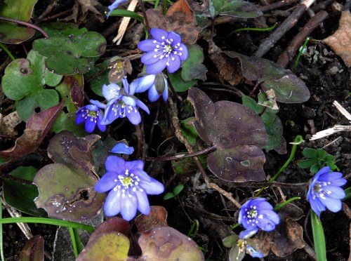blåsippor efter regn och kyla