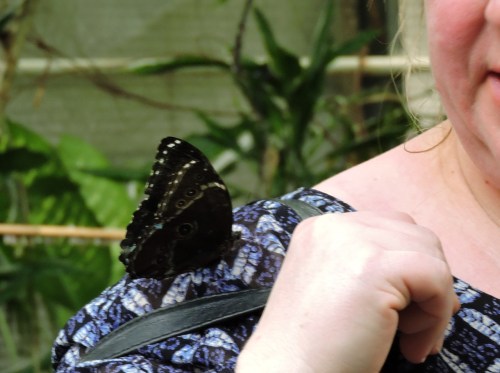 den är blå på insidan