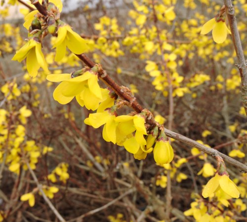 Forsythia b