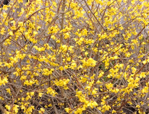 Forsythia c