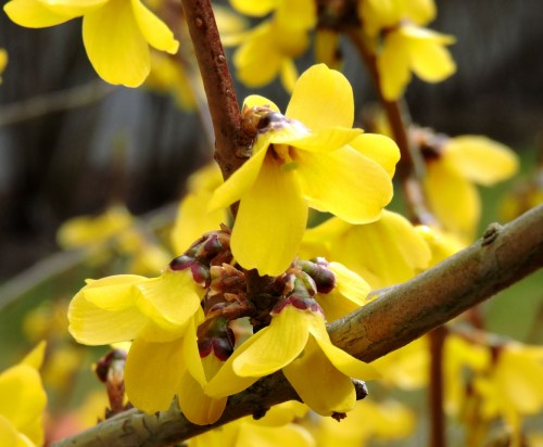 Forsythia d
