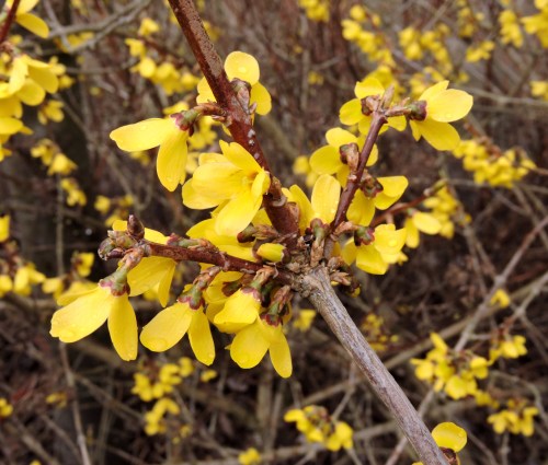 Forsythia