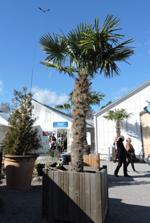 Palmer som klarat övervintring