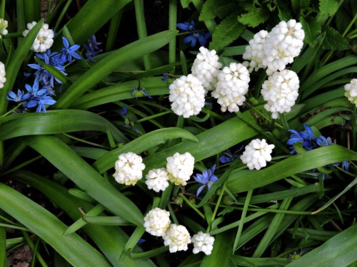 Pärlhyacinter