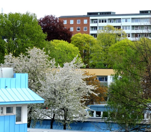 Utsikt från köksfönstret