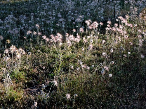 Gotland Fältsippefält