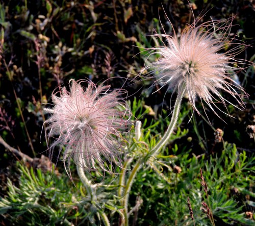 Gotland fältsippefrön