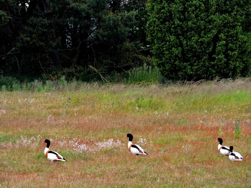 Gotland gravänderna