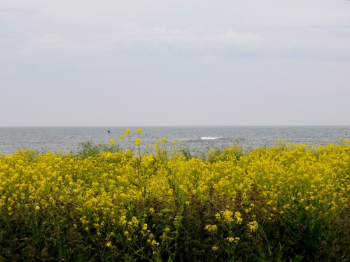 Gotland ryssgubbar på Faludden