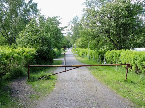 Vreta udd caraganahäckarnas gata - kopia