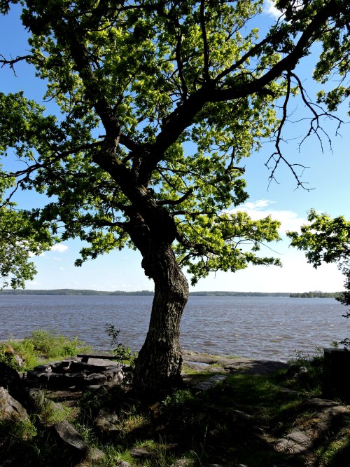 Vreta udd grillplatsen vis sjön - kopia